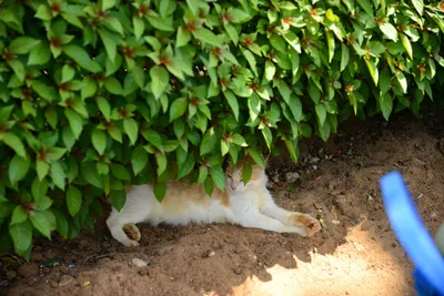 DSC_9154 (Large).JPG